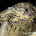 lobster_slipper_3fw_lc_h_0300_cay0422.jpg